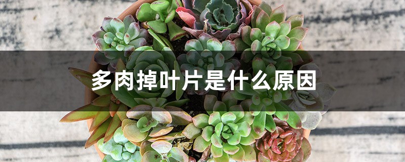多肉掉叶片是什么原因,怎么办 多肉掉叶片是什么原因,怎么办