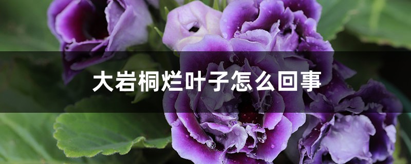 大岩桐烂叶子怎么回事,怎么办 大岩桐烂叶子怎么回事,怎么办