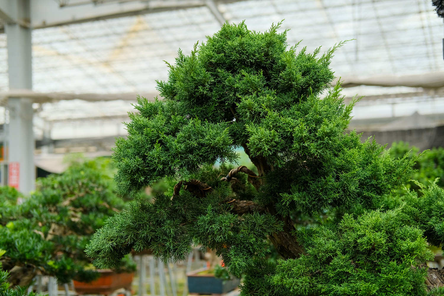 马蹄莲盆景