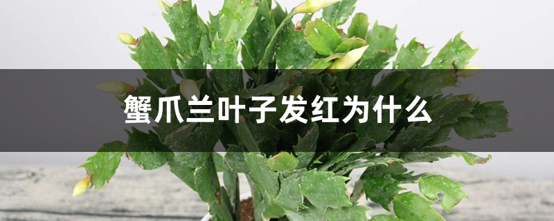 蟹爪兰叶子发红为什么