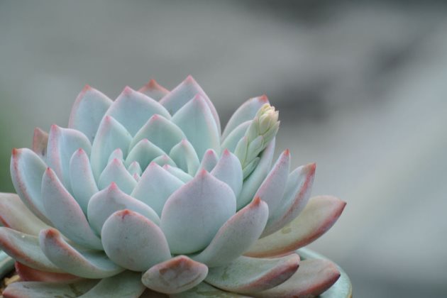 芙蓉雪莲