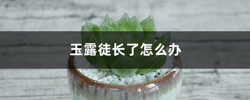 玉露徒长了怎么办,可以切头吗 玉露徒长了怎么办,可以切头吗
