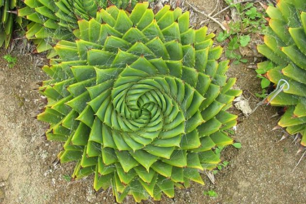 螺旋芦荟