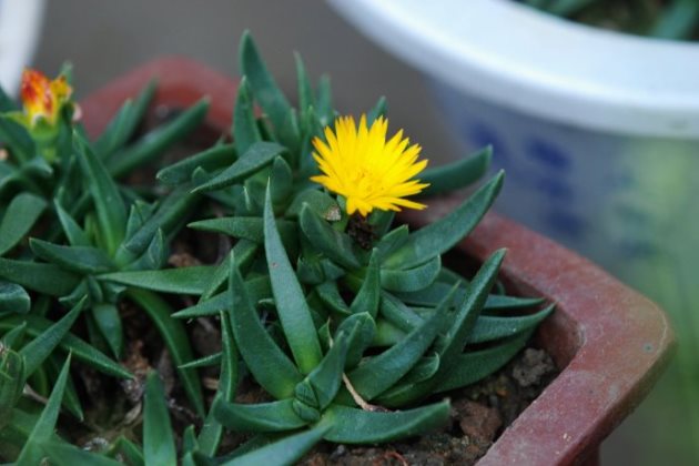 黄花照波