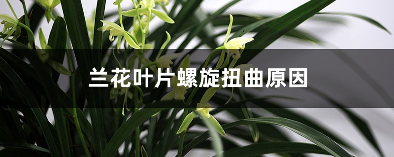 兰花叶片螺旋扭曲原因,叶面卷曲会恢复吗 兰花叶片螺旋扭曲原因,叶面卷曲会恢复吗
