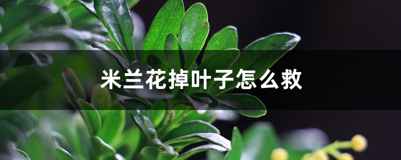 米兰花掉叶子怎么救 米兰花掉叶子怎么救