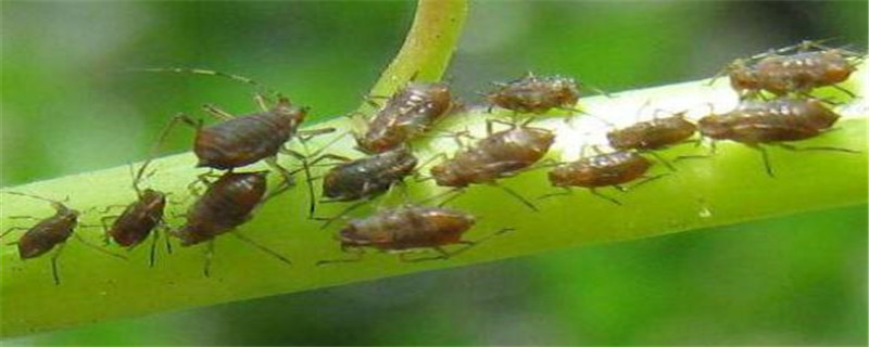 介壳虫用酒精能根除吗,还有什么方法 介壳虫用酒精能根除吗,还有什么方法