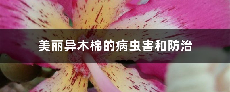 美丽异木棉的病虫害和防治 美丽异木棉的病虫害和防治