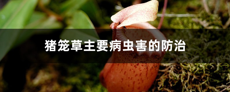 猪笼草主要病虫害的防治 猪笼草主要病虫害的防治