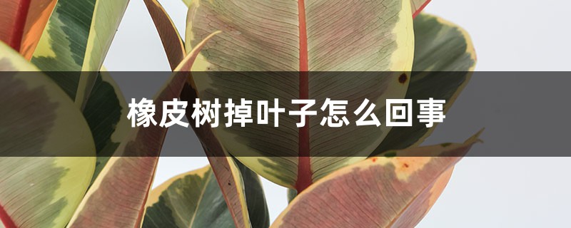 橡皮树掉叶子怎么回事 橡皮树掉叶子怎么回事