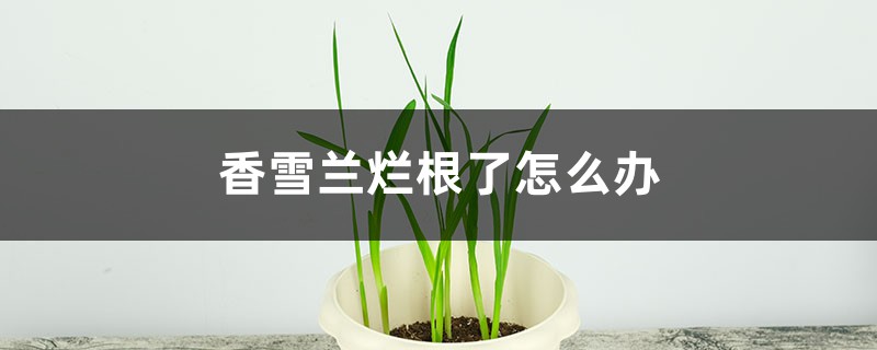 香雪兰烂根了怎么办 香雪兰烂根了怎么办