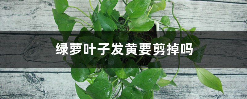 绿萝叶子发黄要剪掉吗 绿萝叶子发黄要剪掉吗