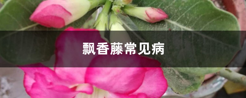 飘香藤常见病 飘香藤常见病