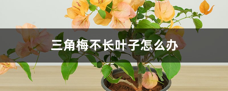 三角梅不长叶子怎么办 三角梅不长叶子怎么办