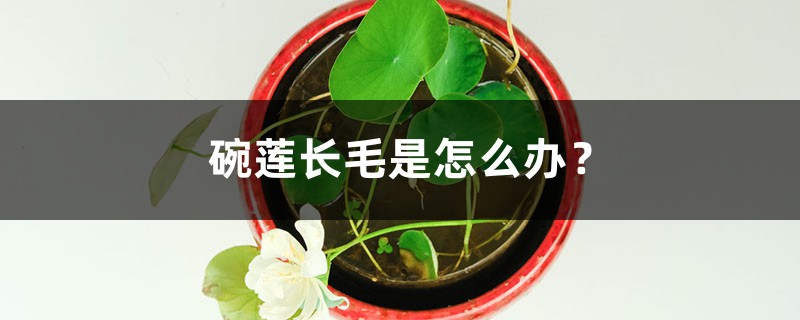 碗莲长毛是怎么办? 碗莲长毛是怎么办?