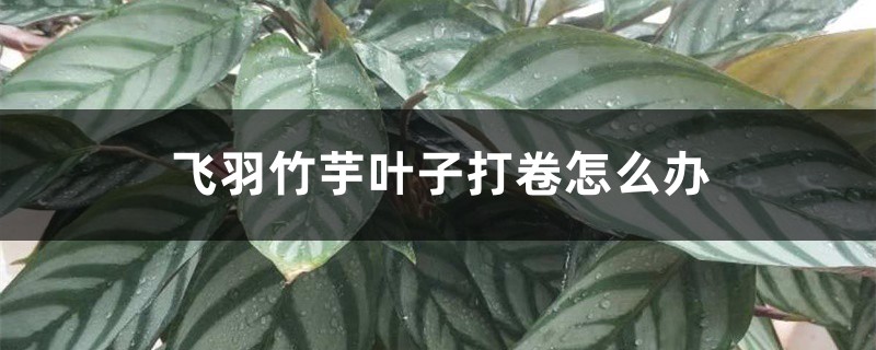 飞羽竹芋叶子打卷怎么办 飞羽竹芋叶子打卷怎么办