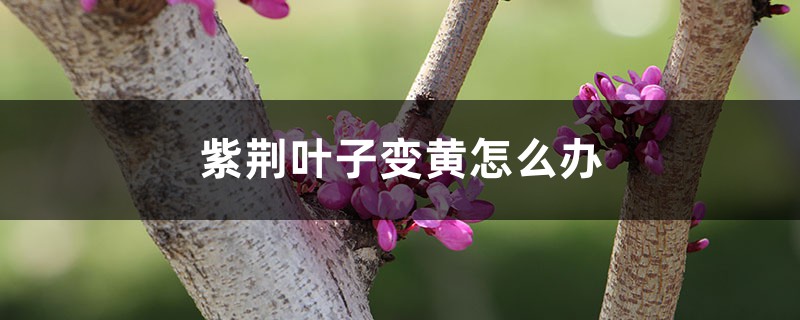 紫荆叶子变黄怎么办 紫荆叶子变黄怎么办