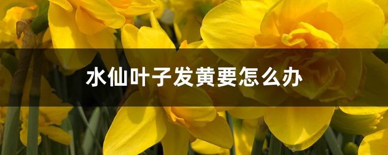 水仙叶子发黄要怎么办 水仙叶子发黄要怎么办