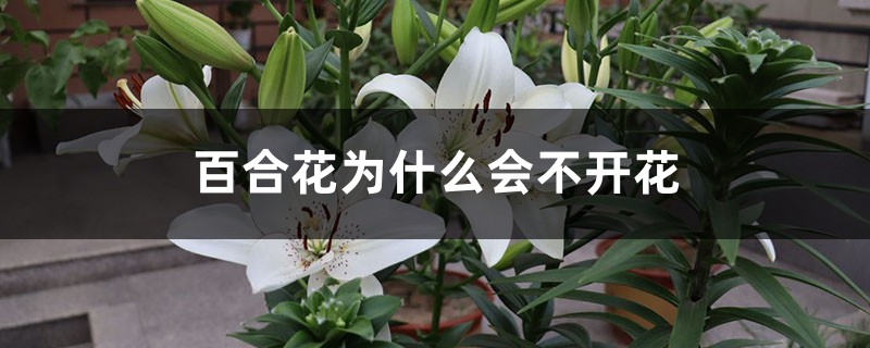 百合花为什么会不开花 百合花为什么会不开花