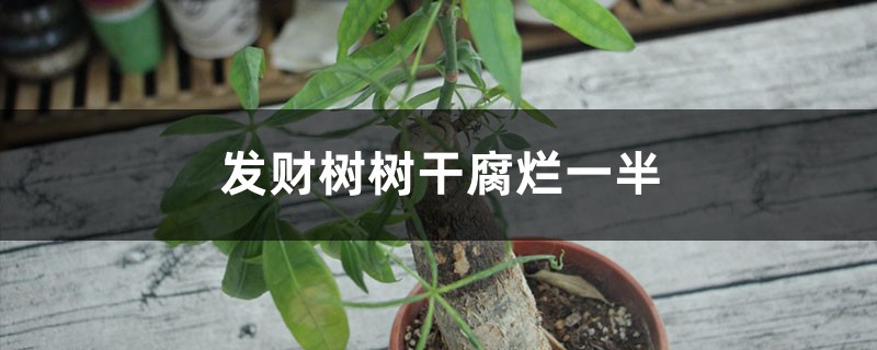 发财树树干腐烂一半怎么救活 发财树树干腐烂一半怎么救活