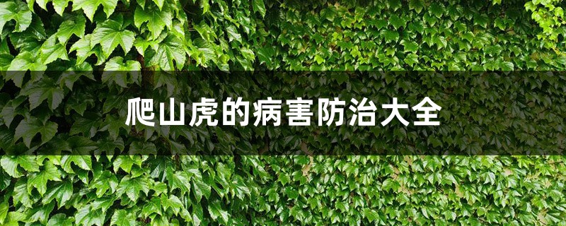 爬山虎的病害防治大全 爬山虎的病害防治大全