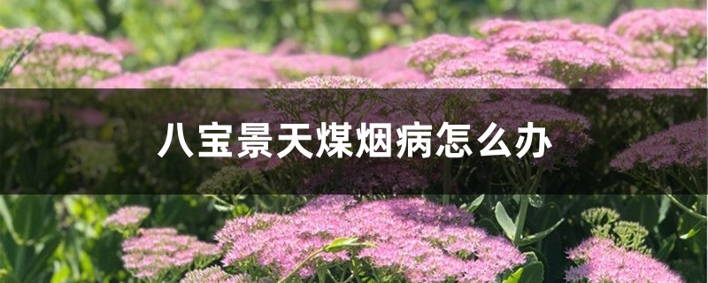 八宝景天煤烟病怎么办 八宝景天煤烟病怎么办