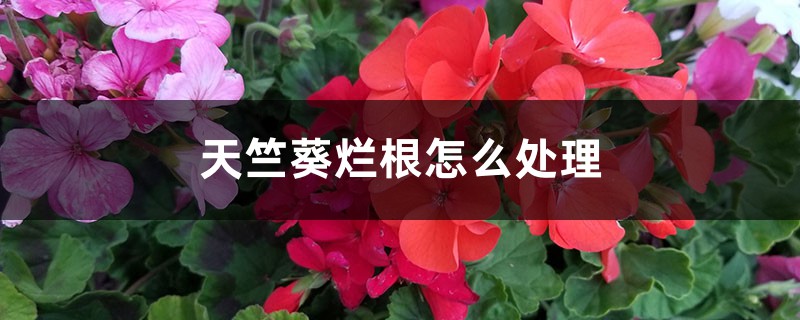 天竺葵烂根怎么处理 天竺葵烂根怎么处理