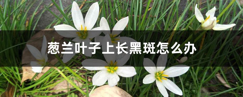 葱兰叶子上长黑斑怎么办 葱兰叶子上长黑斑怎么办