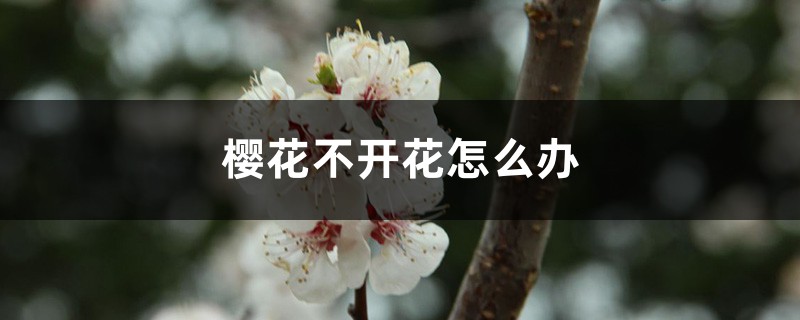 樱花不开花怎么办 樱花不开花怎么办