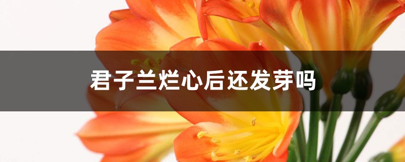 君子兰烂心后还发芽吗 君子兰烂心后还发芽吗