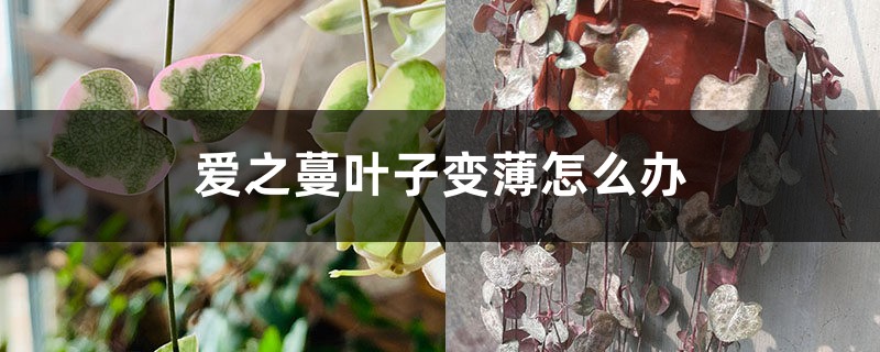 爱之蔓叶子变薄怎么办 爱之蔓叶子变薄怎么办