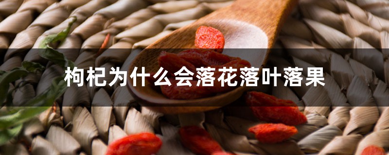 枸杞为什么会落花落叶落果 枸杞为什么会落花落叶落果