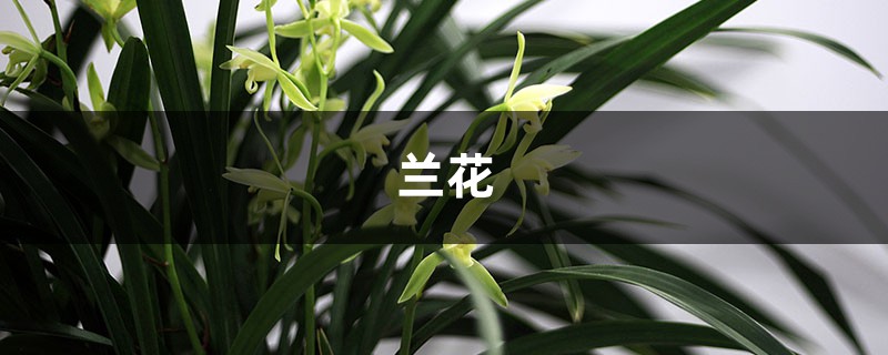 绿草变黑兰,你家的兰花“中毒”了,再不管立马死翘翘! 绿草变黑兰,你家的兰花“中毒”了,再不管立马死翘翘!