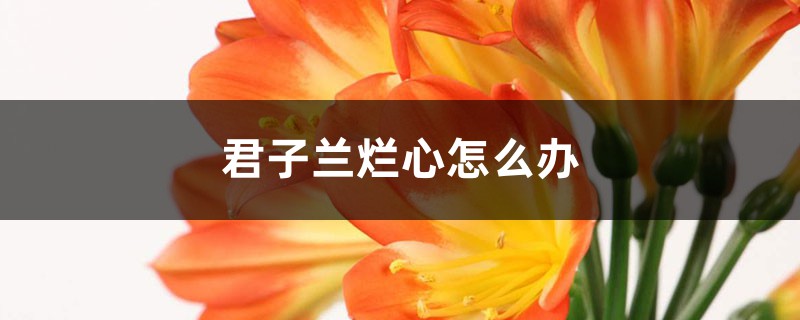 君子兰烂心怎么办 君子兰烂心怎么办