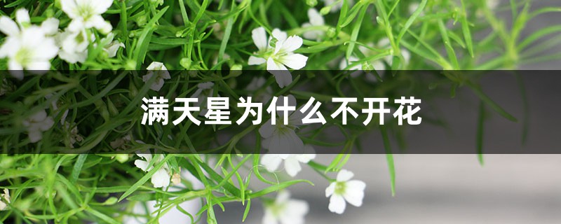 满天星为什么不开花 满天星为什么不开花