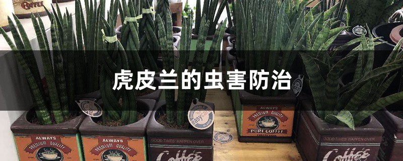 虎皮兰的虫害防治 虎皮兰的虫害防治
