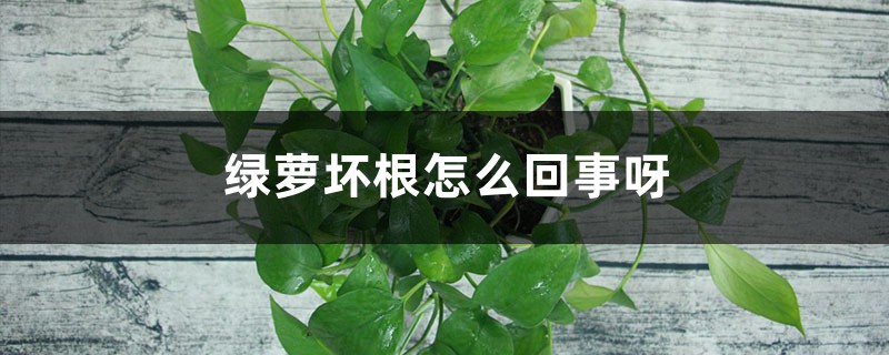 绿萝烂根是什么原因 绿萝烂根是什么原因