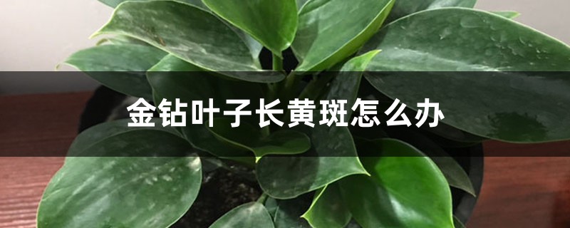 金钻叶子长黄斑怎么办 金钻叶子长黄斑怎么办