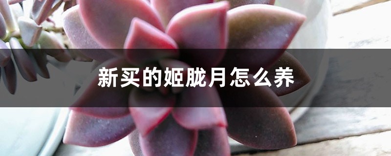 新买的姬胧月怎么养 新买的姬胧月怎么养