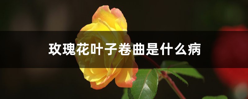玫瑰花叶子卷曲是什么病,叶子卷曲怎么办 玫瑰花叶子卷曲是什么病,叶子卷曲怎么办