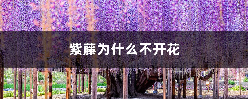 紫藤为什么不开花 紫藤为什么不开花