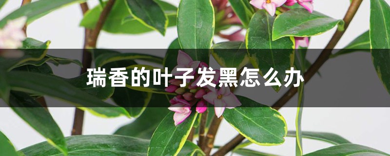 瑞香的叶子发黑怎么办 瑞香的叶子发黑怎么办
