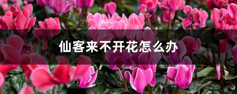 仙客来不开花怎么办 仙客来不开花怎么办