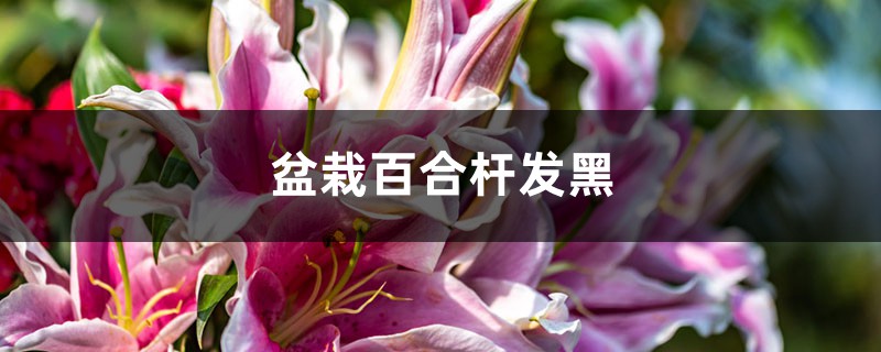 盆栽百合杆发黑的原因 盆栽百合杆发黑的原因