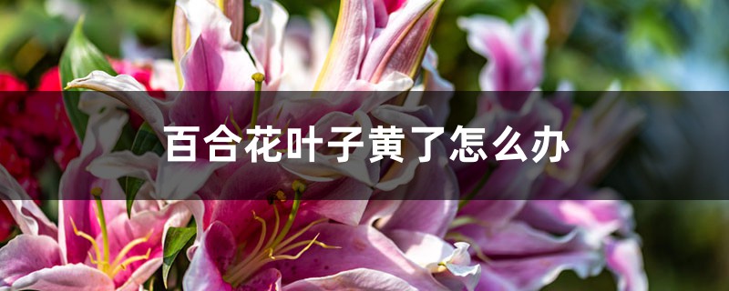 百合花叶子黄了怎么办 百合花叶子黄了怎么办