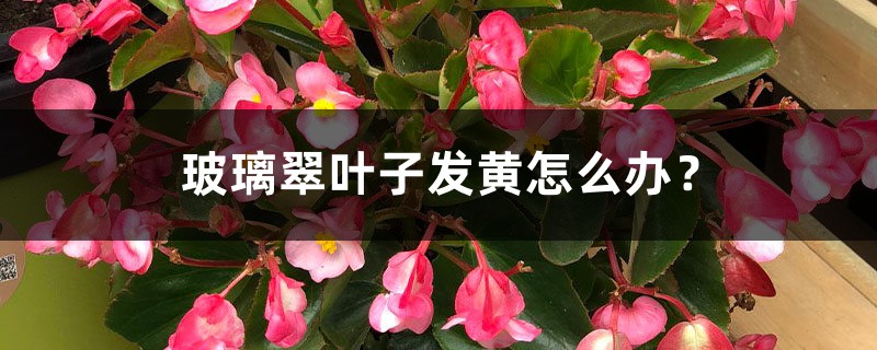 玻璃翠叶子发黄怎么办? 玻璃翠叶子发黄怎么办?