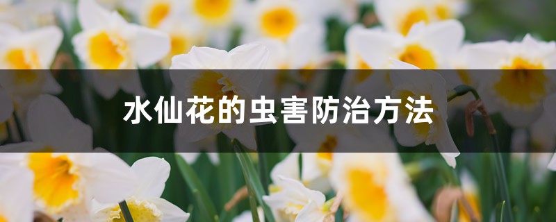水仙花的虫害防治方法 水仙花的虫害防治方法