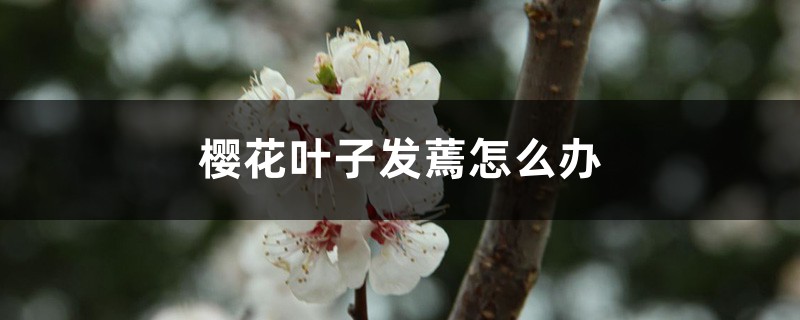 樱花叶子发蔫怎么办 樱花叶子发蔫怎么办