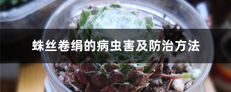 蛛丝卷绢的病虫害及防治方法 蛛丝卷绢的病虫害及防治方法