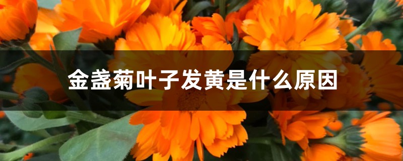 金盏菊叶子发黄是什么原因 金盏菊叶子发黄是什么原因